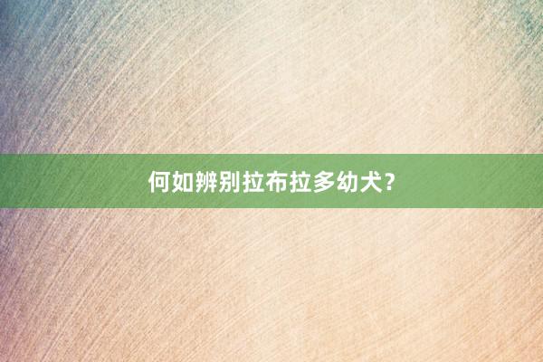 何如辨别拉布拉多幼犬？