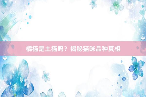 橘猫是土猫吗？揭秘猫咪品种真相
